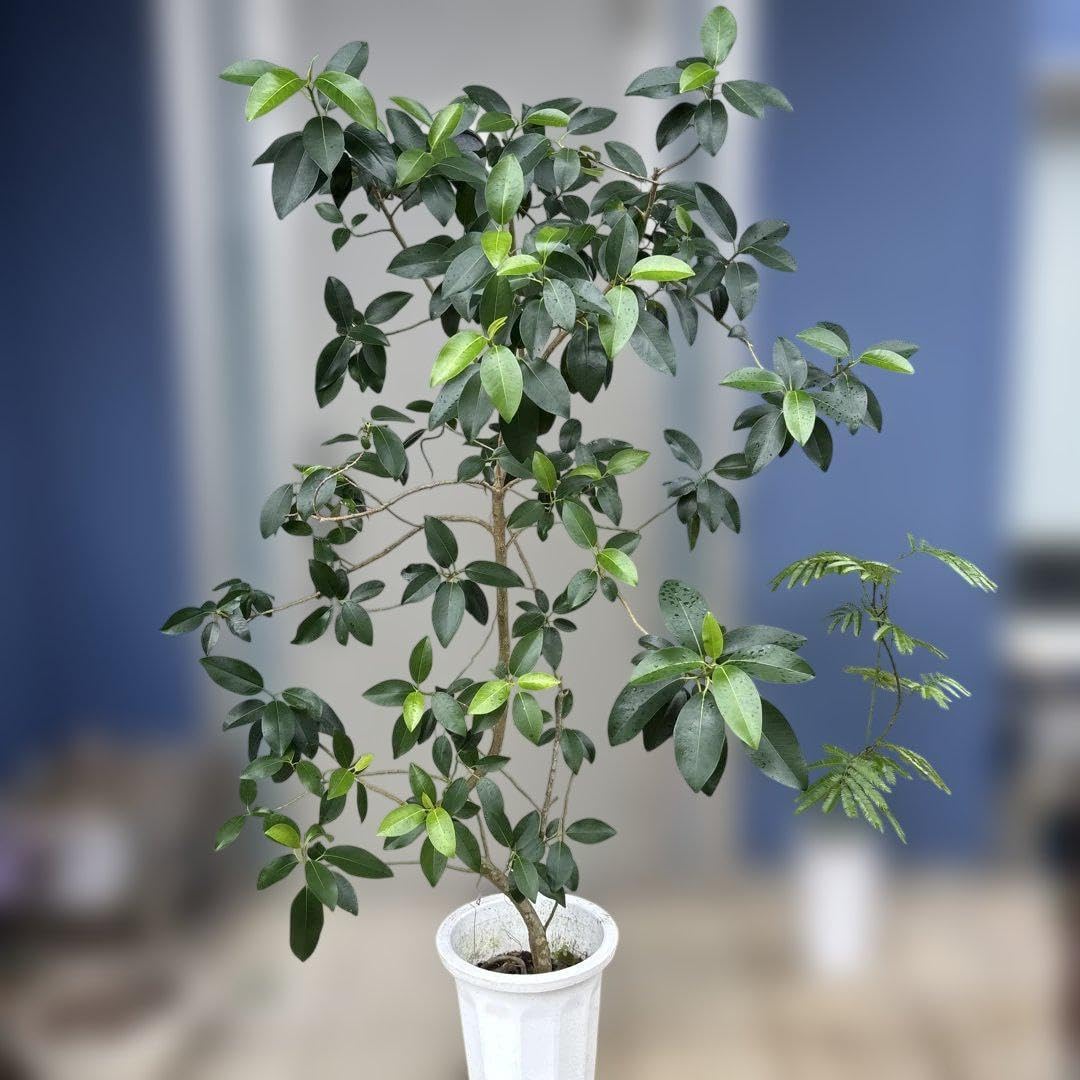 フランスゴム 10号 170センチ 現 フランスゴムの木 10号 | 観葉植物